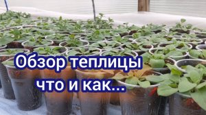 Обзор растений в теплице . Продолжение