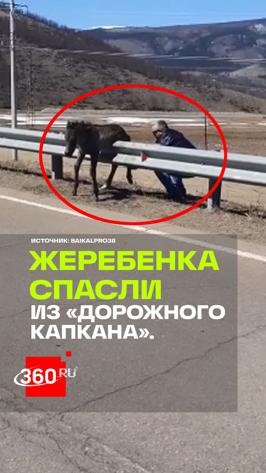 Сибиряки по пути на Байкал спасли жеребенка застрявшего в дорожном ограждении