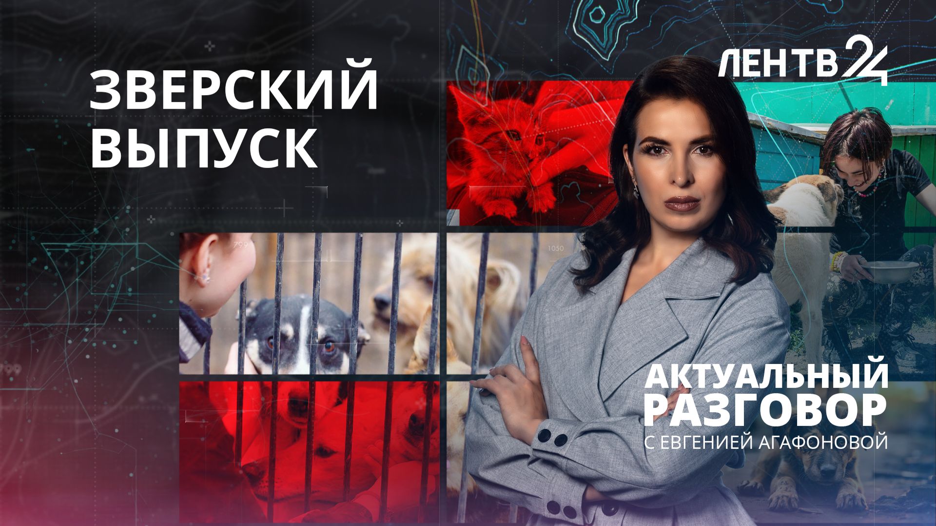 Как в Ленобласти решают проблему с бездомными животными