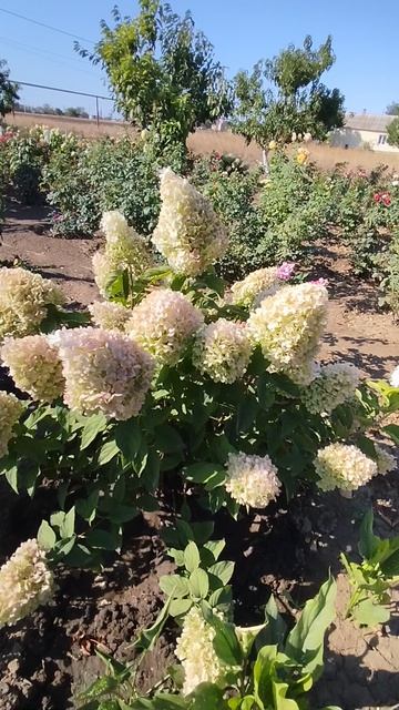 Метельчатая гортензия Пинк Энд Роуз.