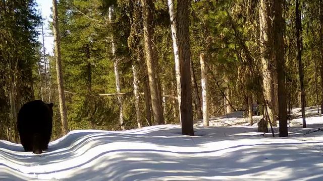   Первый медведь после спячки попал в объектив фотоловушки в заповеднике Тунгусский