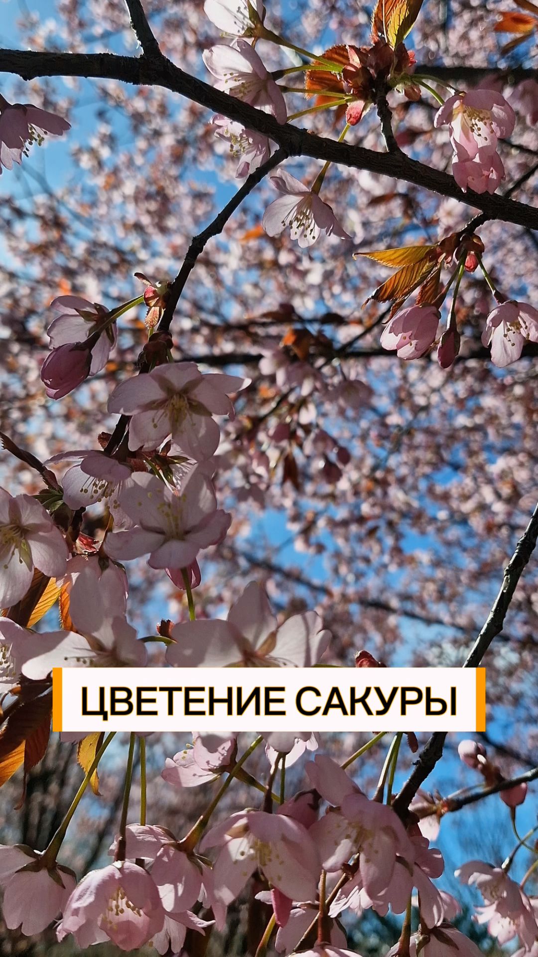 Вишня Саржента. Цветение сакуры.