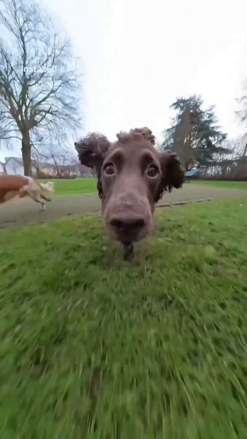 Охота след в след