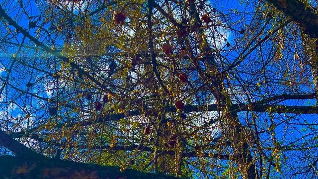 Лиственницы