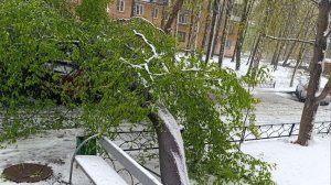 Снежный апокалипсис в Московской области. Повалило деревья. Без воды. Снег в апреле. 27.04.2026