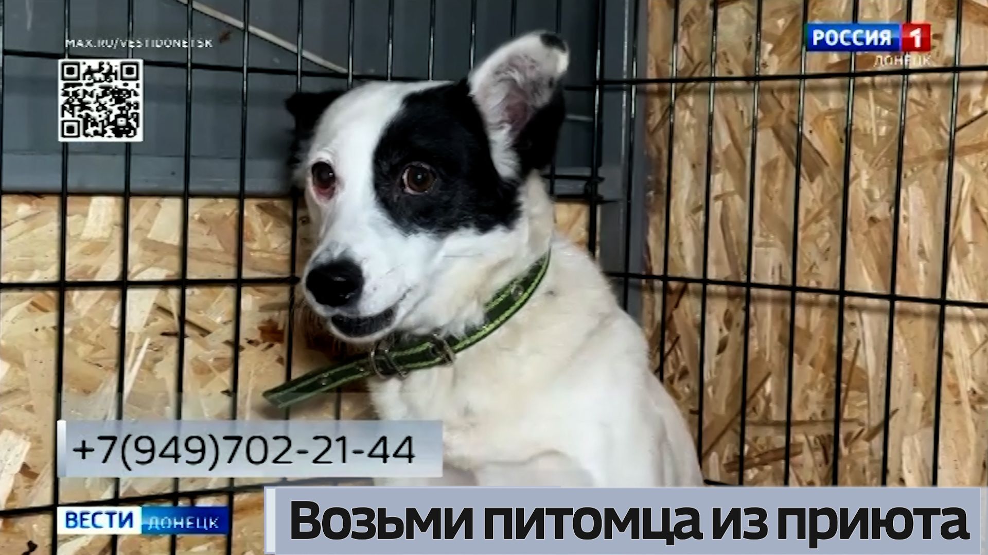 Возьми питомца из приюта