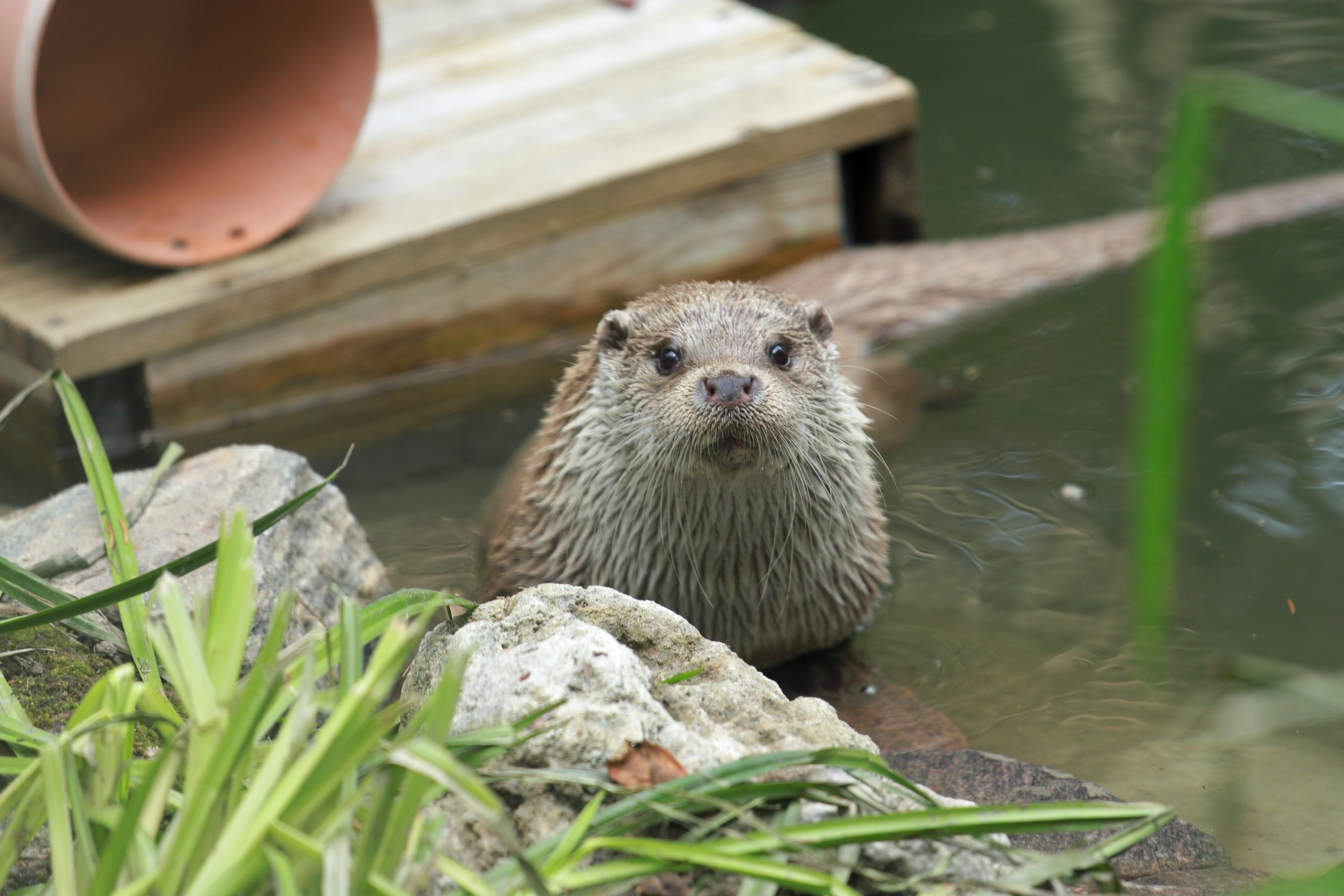 Европейские выдры Кариба и Марек