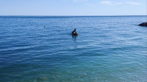 28 апреля 2026 г. Мисхорский парк #ялта #ялта2026 #мисхор #мисхорскийпарк