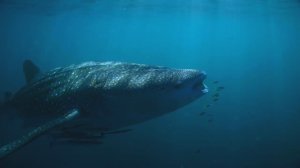 Китовая акула. Зверский аппетит