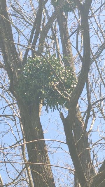 Грецкий орех омела белая и акация.