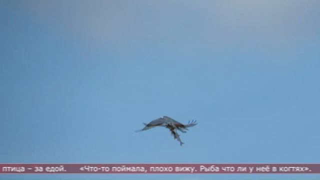 29.04.2026 Сахалинские блоги. ОЛЬГА НАУМОВА. Птицы в Анивском районе