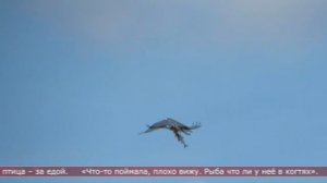 29.04.2026 Сахалинские блоги. ОЛЬГА НАУМОВА. Птицы в Анивском районе