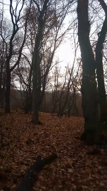 Разные уголки Кумысной поляны. Осень 2025🍁