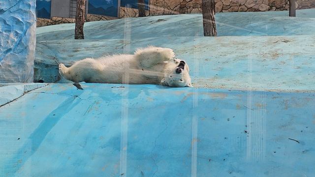 Сафари-парк