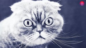 Котики