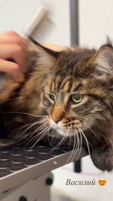 Василий на экспресс линьке у мастера Лидии 