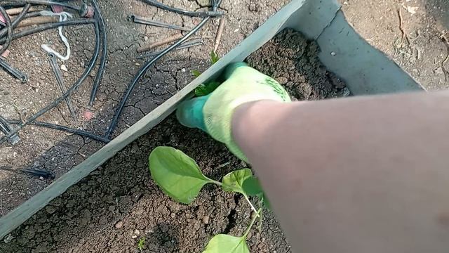 Приехала поливать сад и огород. Сначала обход.