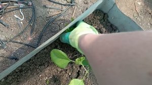 Приехала поливать сад и огород. Сначала обход.