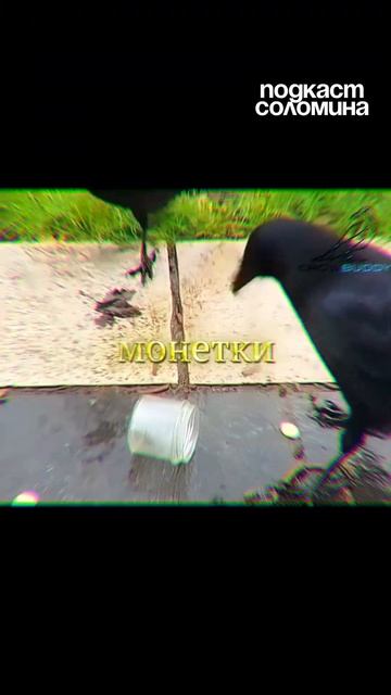 Вороны - Потомки Динозавров  Глеб Соломин Михаил Никитин