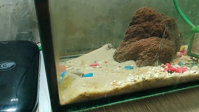 обзор Мега быстро запущенного морского аквариума объёмом 4 л