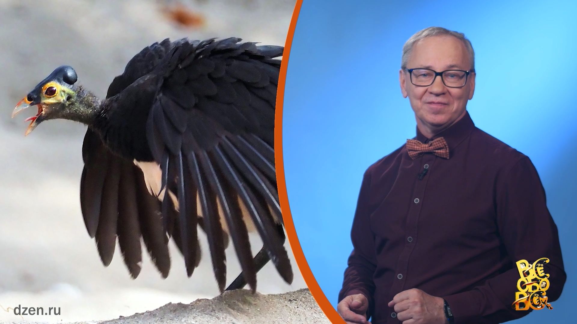 Всё обо всём. Куры малео. Выпуск от 29.04.26