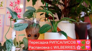 Пересадка РИПСАЛИСОВ.🌸💖 Распаковка с WILDBERRIES.💖🌸