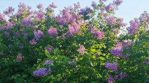 Выводим новых маток.