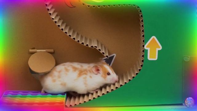 Приключения хомячка в мире кино! 17