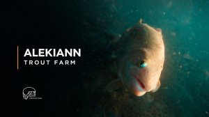 Клявлинское Форелевое Хозяйство «ALEKIANN»