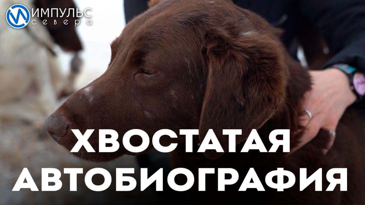 Пёс Чокопай о своём красивом окрасе и гиперактивном характере