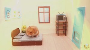 Приключения хомячка в мире кино! 9