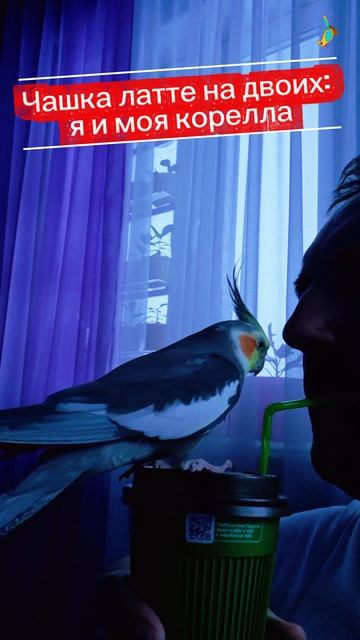 Чашка латте на двоих попугай корелла латте кофе parrot cockatiel corella