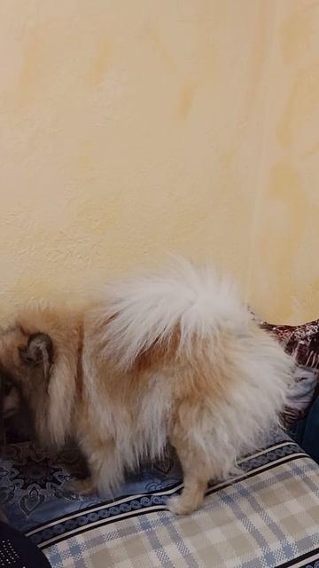 Кетти готовится спать