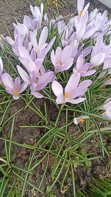 Весна в Сибири! Проснулось всё Живое!