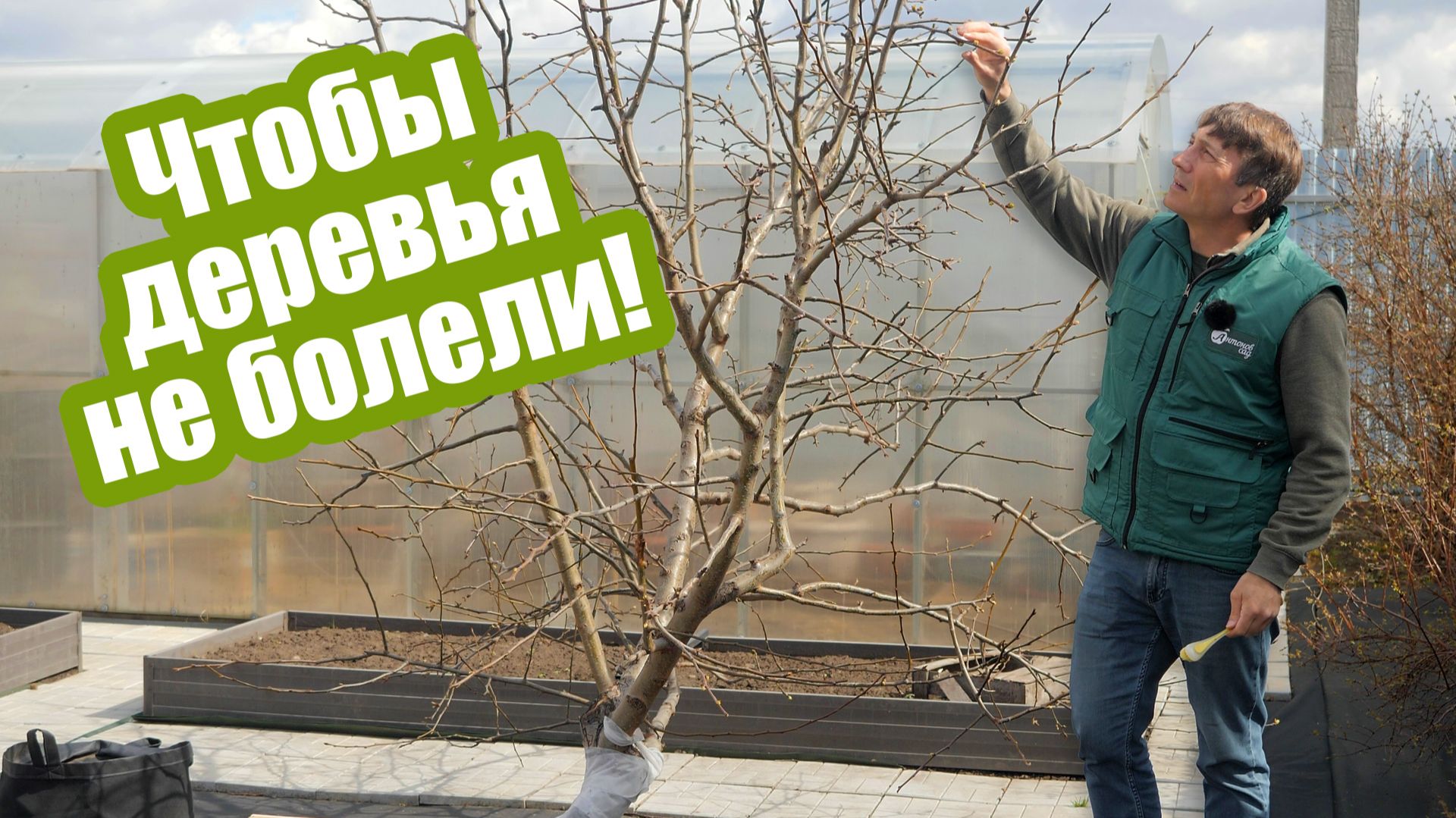 Обработка деревьев весной