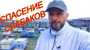 ВЕСЕННЯЯ РЕВИЗИЯ бакфаста после зимовки под снегом