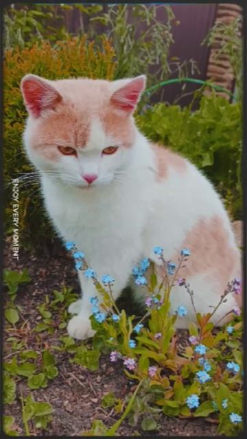 Секреты цветочной грядки от пушистого инспектора.