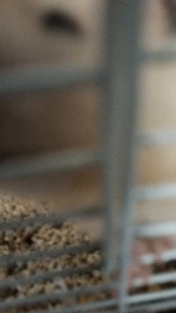 Мой хомяк Стёпа! Миленький хомячок.