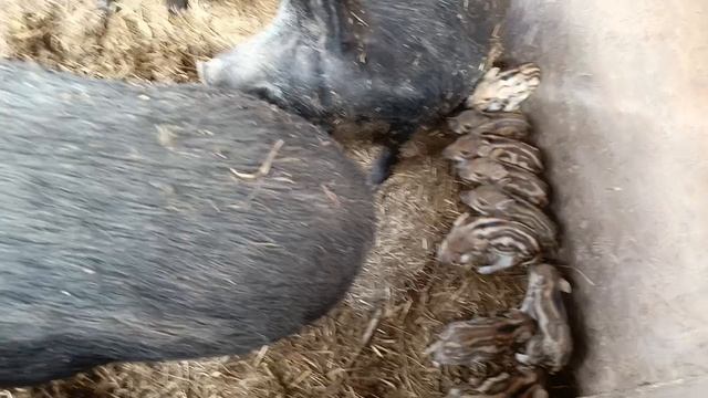 Охота на Кабана