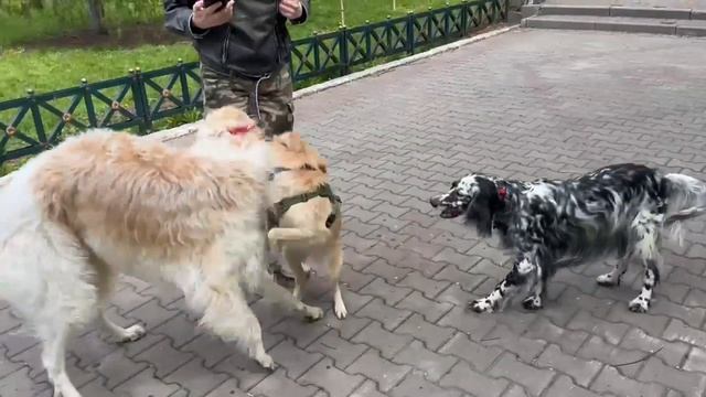 Кому на Руси жить хорошо? :