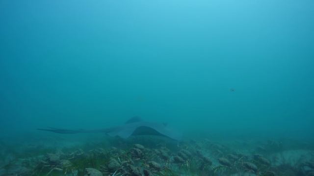 Скат. Обжора по необходимости