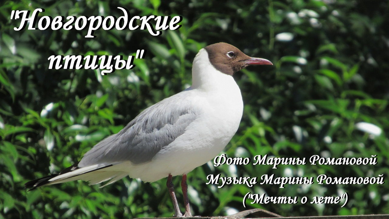 "НОВГОРОДСКИЕ ПТИЦЫ" (фотоподборка Марины Романовой)