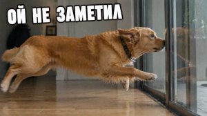 Смех до слёз: лучшие приколы №265