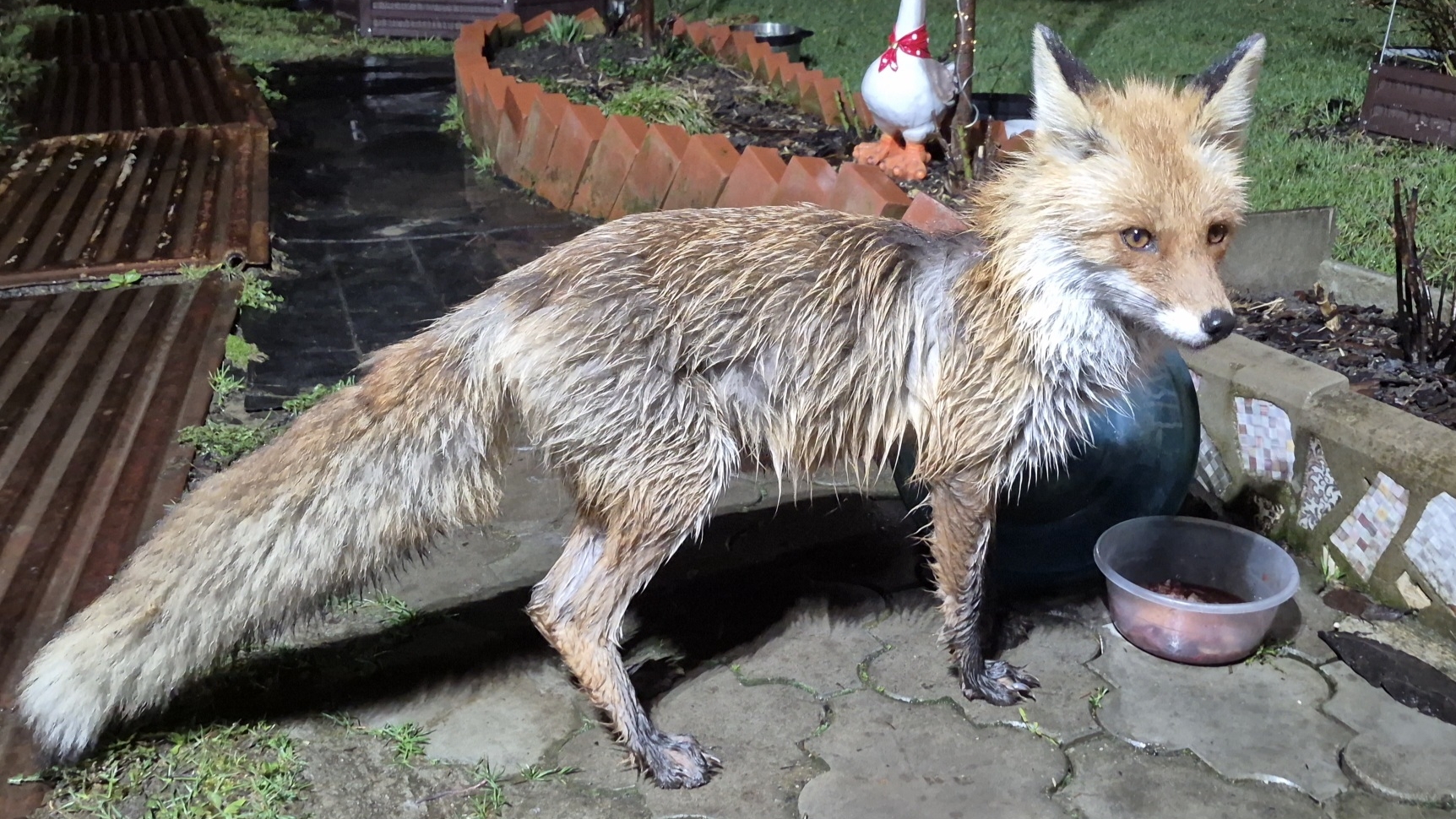 Заживает и ранка и лапка