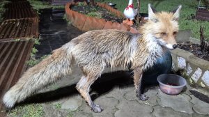 Заживает и ранка и лапка