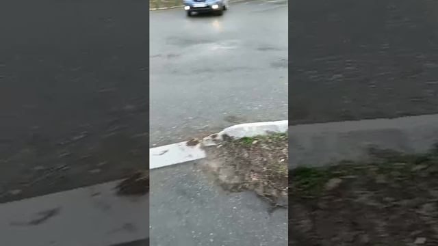 вечерний стрим