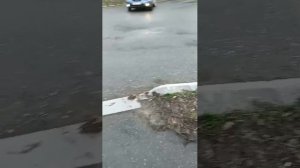 вечерний стрим