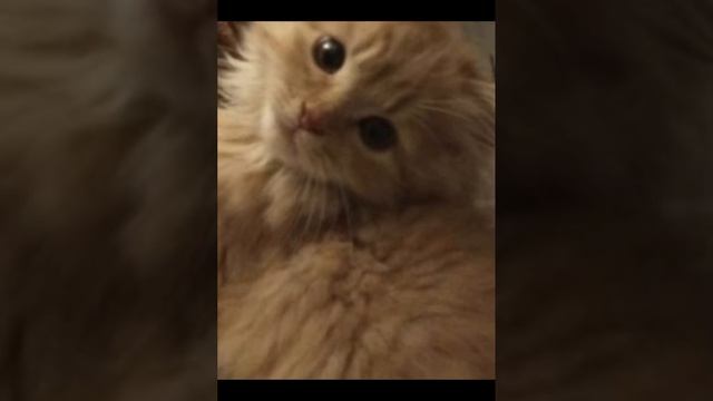 ИрИсКа на связи