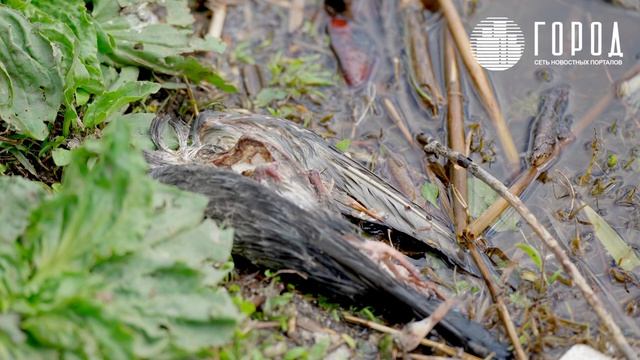 В центре Краснодара в озере Карасун гибнут рыба черепахи и птицы