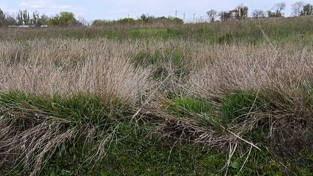 Черепаха спряталась фазан замолчал.